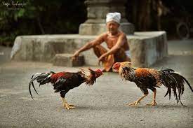 Sabung ayam vietnam atau sering disebut juga dengan … permainan sabung ayam memang sudah tidak asing lagi dan begitu melekat dengan kebudayaan indonesia. Adu Ayam Cock Fighting Home Facebook