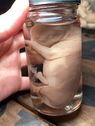   on Twitter: "CW// wet specimen, dog death, dead  dog, fetus Someone asked for closer pics of my wet specimens! I don't have  a lot but these two pups are very