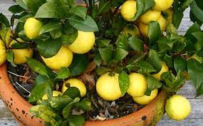 Growing Lemon Trees In Pots And