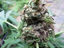 Image result for can you save bud rot with a wash