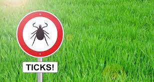 7 natural tick remes that work