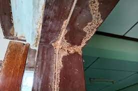 termite droppings from the ceiling