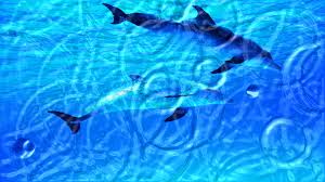 dolphin aquarium live 3d
