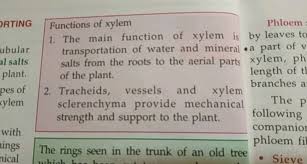 functions of xylem phloem 1 the main