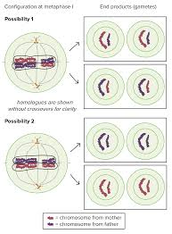 Meiosis Cell Division Biology Article Khan Academy