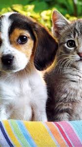 kitten and puppy for hd wallpapers
