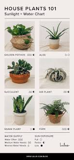 indoor house plants 101 an easy care