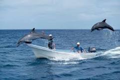Varför följer delfiner efter båtar?