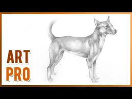I hope you had fun learning how to draw a realistic dog, step by step. How To Draw A Realistic Dog Step By Step