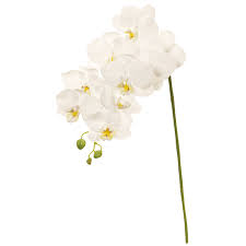 マイフラ】 通販/MAGIQ バレリーナファレノ M ホワイト アーティフィシャルフラワー 造花 FM000301-001 胡蝶蘭(ホワイト):  MAGIQ(アーティフィシャルフラワー 造花)/全国にMAGIQ、花器、花資材などをお届けします。