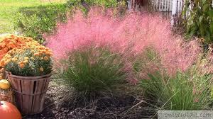 Pink Muhly Grass 101 Complete Guide