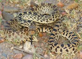 The gopher snake is british columbia's largest snake. Bull Snake Reptile Britannica