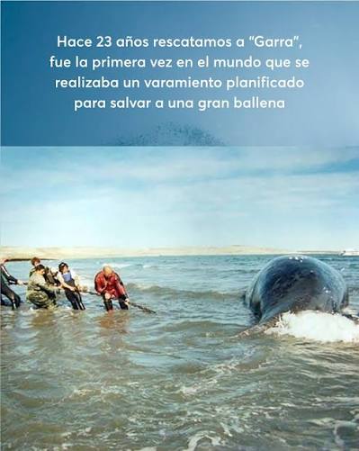 🐋 25 de septiembre – Día de la Ballena Franca Austral En 2002, “Garra”, un juvenil de Ballena Franca Austral de 10 metros y 20 toneladas, quedó atrapado en el fondeo de