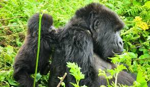 5 Days Primates Safari Uganda for Chimpanzee and Gorilla Trekking