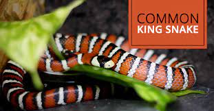 pet snake caring king snake