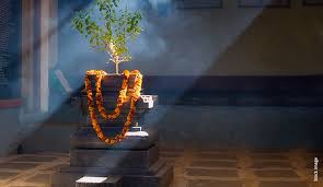 Best Vastu Plants For Home Vastu For