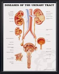 Diseases Of The Urinary Tract Chart 20x26 Kidney Anatomy