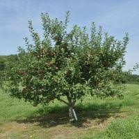 Thin fruit to maximize quality and size. Pin On Semi Dwarf Apple Trees