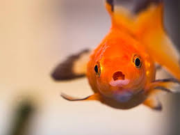 faqs on goldfish help guides