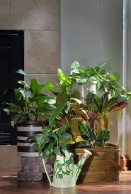 Hours may change under current circumstances Erie Plant Lovers Healthy Houseplants Take Care Of You Entertainment Life Ellwood City Ledger Ellwood City Pa