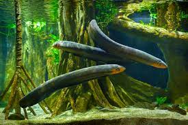 Electric Eel Symbolism, Dreams, and Messages - Spirit Animal Totems