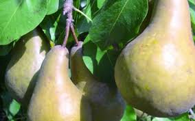 Pear Double Taylors Gold Beurre Bosc