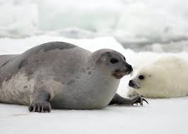 wildlife guide harp seal facts quark