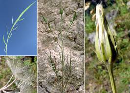 Podospermum laciniatum (L.) DC. subsp. laciniatum - Sistema ...