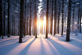 winter forest images