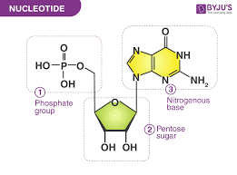nucleotide structure exles and