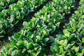 When To Plant Spinach In Texas Best