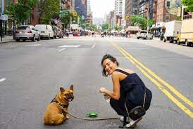 5 best dog friendly places in new york city