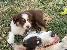 Australian shepherd puppies up to date on all shots and wormed. Ohio Australian Shepherd Puppies Facebook