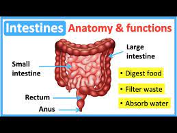 intestine anatomy function easy