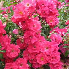 hedges flower carpet pink supreme rose