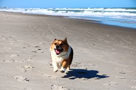 the best dog friendly florida beaches