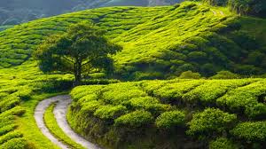 best tea plantations