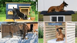 backyard dog kennel projects