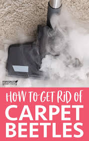 how to get rid of carpet beetles five