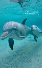 dolphins live wallpaper apk