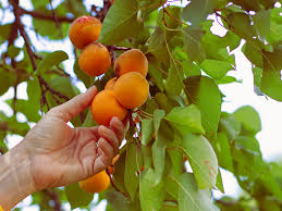 fruit trees for the bay area pacific