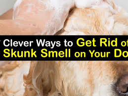 get rid of skunk smell on your dog