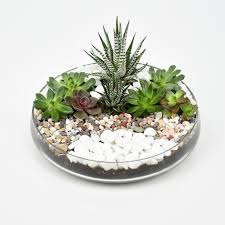 Succulent Dish Garden Gift