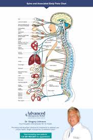 Spinal Diagram Chart Catalogue Of Schemas