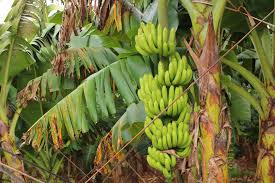 Pohon pisang adalah contoh tumbuhan yang berkembang biak dengan tunas batang. Buah Pisang Taksonomi Morfologi Habitat Asal Sebaran Manfaat