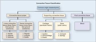 Connective tissue serves multiple functions. Http Www Uop Edu Pk Ocontents Connective 20tissues Converted Pdf