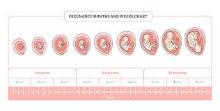 La gravidanza è sempre un lieto evento. Come Calcolare Le Settimane Di Gravidanza La Guida Completa Junglam