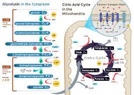 Cellular Respiration Wikipedia