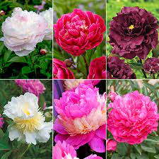 The Works A Complete Peony Garden