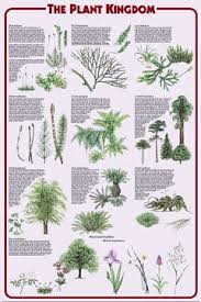 The Plant Kingdom Poster Import It All